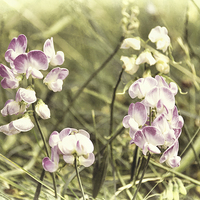 Buy canvas prints of Dreamy wild orchids by Susan Sanger