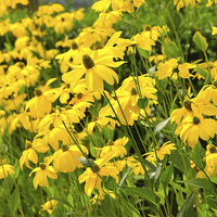 Buy canvas prints of Field of yellow wild flowers by Susan Sanger