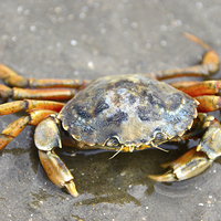 Buy canvas prints of Crab by Susan Sanger