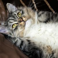 Buy canvas prints of Cat relaxing by Susan Sanger