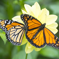 Buy canvas prints of monarch butterflies by Susan Sanger