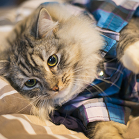 Buy canvas prints of Kitten in pyjamas by Susan Sanger