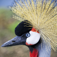 Buy canvas prints of Close up of East African Crested Crane by Susan Sanger