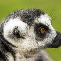 Buy canvas prints of Close up of ring-tailed lemur by Susan Sanger