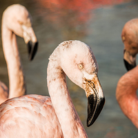 Buy canvas prints of Pink Flamingos by Susan Sanger