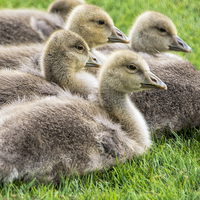 Buy canvas prints of Baby Geese by Susan Sanger