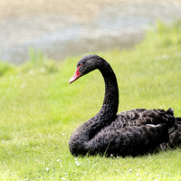 Buy canvas prints of Black Swan by Susan Sanger