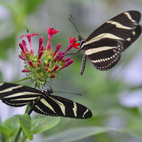 Buy canvas prints of Black and white butterflies on red flower by Susan Sanger