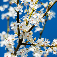 Buy canvas prints of Cherry Blossom by Susan Sanger