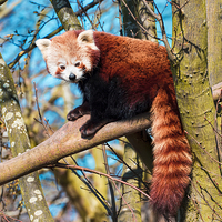 Buy canvas prints of Cute cuddly bear - the red panda by Susan Sanger