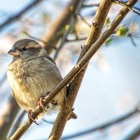 Buy canvas prints of Finch relaxing on cherry tree twig by Susan Sanger