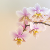 Buy canvas prints of Orchids by Susan Sanger