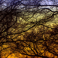 Buy canvas prints of Tree braches against sunset by Susan Sanger