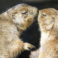 Buy canvas prints of  Prairie dogs kissing by Susan Sanger