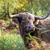 Buy canvas prints of  Highland Cow by Susan Sanger
