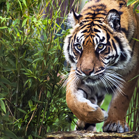 Buy canvas prints of  Tiger walking through bamboo by Susan Sanger