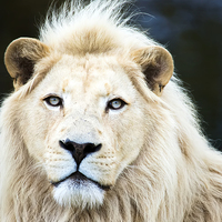 Buy canvas prints of  White Lion by Susan Sanger