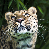 Buy canvas prints of  Leopard lashes by Susan Sanger