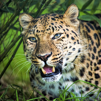 Buy canvas prints of  Leopard in bamboo by Susan Sanger