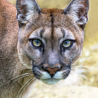 Buy canvas prints of Cougar is watching you  by Susan Sanger