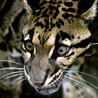 Buy canvas prints of  Close up of clouded leopard by Susan Sanger