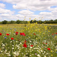 Buy canvas prints of Kent countryside meadow by Susan Sanger