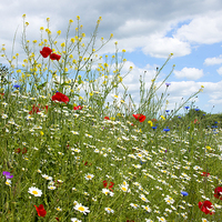 Buy canvas prints of  colourful wildflower meadow by Susan Sanger