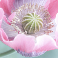 Buy canvas prints of  close up of poppy pastel colours by Susan Sanger