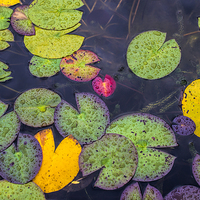 Buy canvas prints of  Water lilies in the rain by Susan Sanger