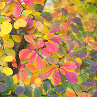 Buy canvas prints of  Colours of autumn by Susan Sanger