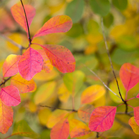 Buy canvas prints of vibrant autumn leaves by Susan Sanger