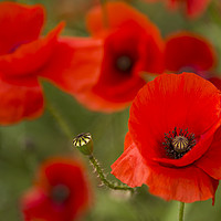 Buy canvas prints of Close up of poppies by Susan Sanger