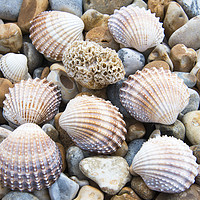 Buy canvas prints of Shells and pebbles by Susan Sanger
