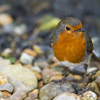 Buy canvas prints of Robin by Susan Sanger