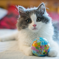 Buy canvas prints of Cute RagaMuffin Kitten with ball by Susan Sanger