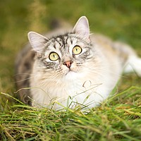 Buy canvas prints of RagaMuffin Cat relaxing on grass by Susan Sanger