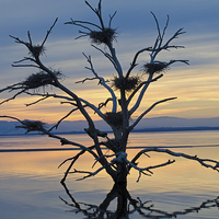 Buy canvas prints of Salton Sea Cormorant Tree by Jean Booth