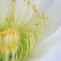 Buy canvas prints of Big White Cactus Flower by Jean Booth