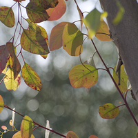 Buy canvas prints of Leaves and Bokeh by Jean Booth