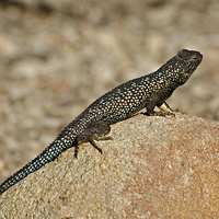Buy canvas prints of Colourful Lizard by Jean Booth