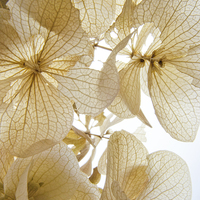 Buy canvas prints of  Paper Petals by Jean Booth