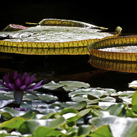 Buy canvas prints of  2 Giant Lily Pads by Jean Booth