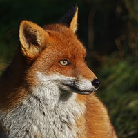 Buy canvas prints of  Fox Portrait by Tim Clifton