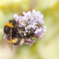 Buy canvas prints of  Bumble Bee on Lavender by Christine Smart