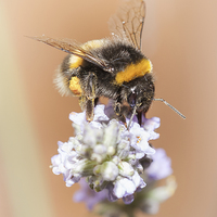 Buy canvas prints of  Bumble Bee on Lavender 2 by Christine Smart