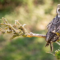 Buy canvas prints of The Owl on the Crooked Branch by Christine Smart