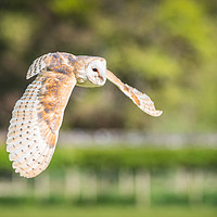 Buy canvas prints of Barn Owl in Flight by Christine Smart