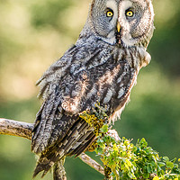 Buy canvas prints of Great Grey Owl by Christine Smart