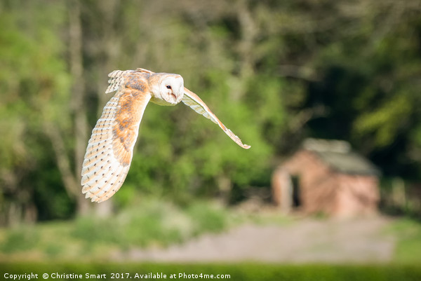 Barn Owl - Across The Fields Picture Board by Christine Smart