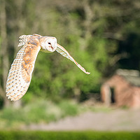Buy canvas prints of Barn Owl - Across The Fields by Christine Smart